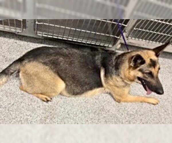Medium Photo #2 German Shepherd Dog Puppy For Sale in Houston, TX, USA