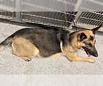 Small #1 German Shepherd Dog