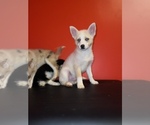 Small Photo #6 Pomsky Puppy For Sale in DETROIT, MI, USA