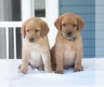Small #3 Labrador Retriever