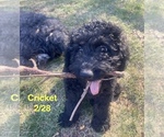 Puppy Cricket Aussiedoodle