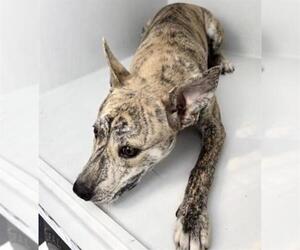 Carolina Dog-Unknown Mix Dogs for adoption in Houston, TX, USA