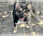Small #1 German Shepherd Dog Mix