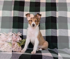 Shetland Sheepdog Puppy for sale in KIRKWOOD, PA, USA