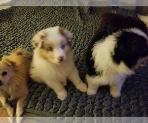 Australian Shepherd Puppy for sale in WILLIAMSBURG, CO, USA