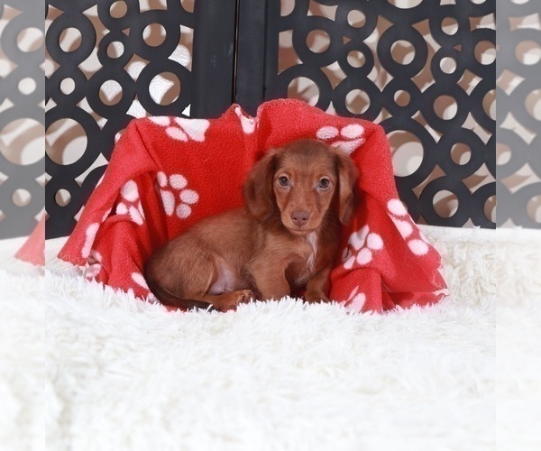 Medium Photo #1 Dachshund Puppy For Sale in MOUNT VERNON, OH, USA