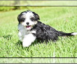 Small #2 Auss-Tzu