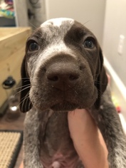 German Shorthaired Pointer Puppy for sale in CLYO, GA, USA