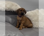 Small #1 Rhodesian Ridgeback