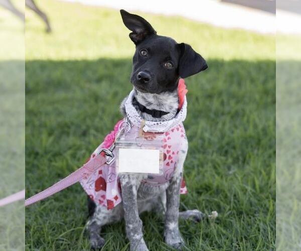 Medium Photo #9 Jack Russell Terrier-Unknown Mix Puppy For Sale in San Diego, CA, USA