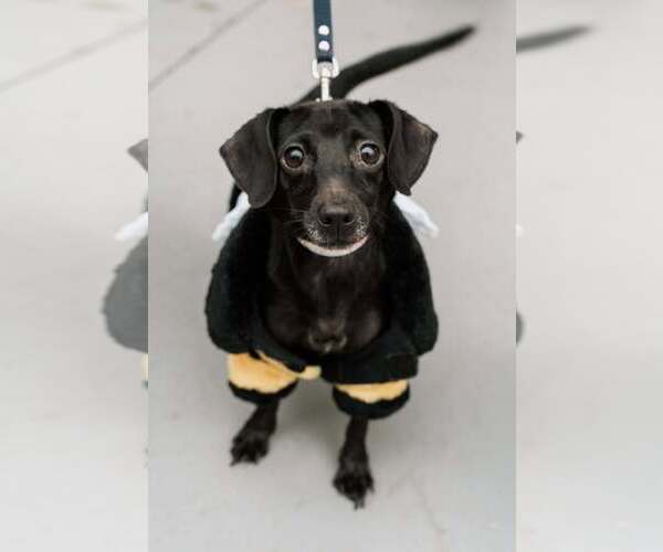 Medium Photo #2 Chiweenie Puppy For Sale in Visalia, CA, USA