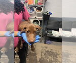 Small American Pit Bull Terrier Mix