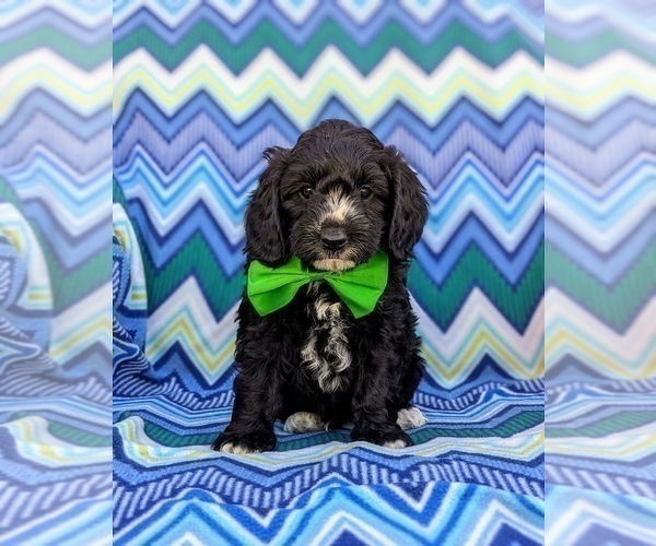 Medium Photo #3 -Poodle (Miniature) Mix Puppy For Sale in LANCASTER, PA, USA