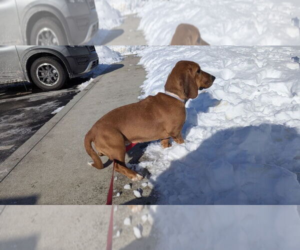 Medium Photo #3 Basset Hound Puppy For Sale in Brookville, OH, USA