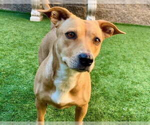 Dachshund-Unknown Mix Dogs for adoption in Moreno Valley, CA, USA