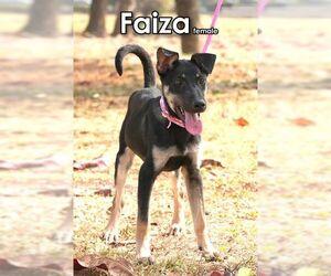 Faiza from Taiwan - Female Mutt Dog for Adoption - Photo #6
