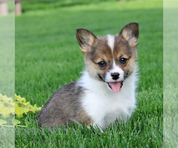 Medium Photo #1 Pembroke Welsh Corgi Puppy For Sale in PALMYRA, PA, USA
