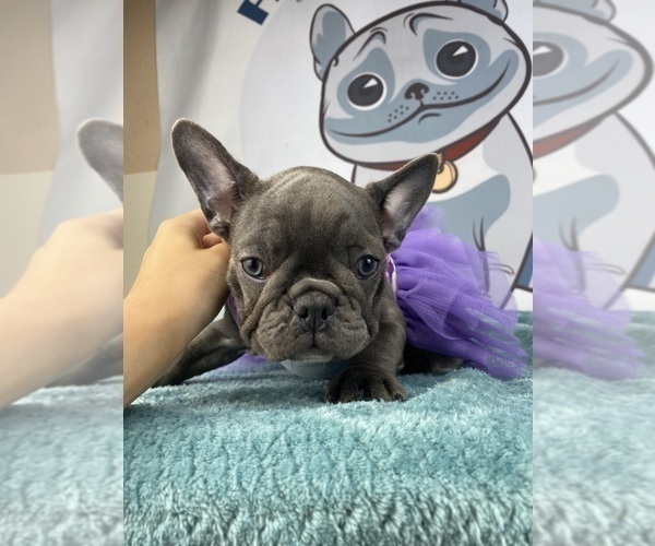 Medium Photo #1 French Bulldog Puppy For Sale in BROOKLYN, NY, USA