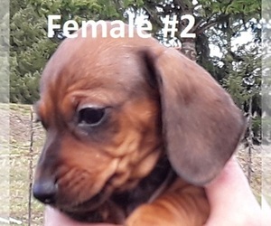 Dachshund Puppy for sale in TENINO, WA, USA