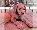 Small Photo #4 Goldendoodle Puppy For Sale in PASADENA, CA, USA