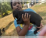 Small #25 Cane Corso-Rottweiler Mix