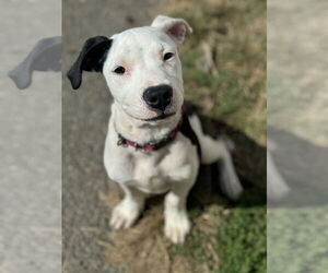 American Staffordshire Terrier-Labrador Retriever Mix Dogs for adoption in Brewster, NY, USA