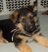 Small Photo #32 German Shepherd Dog Puppy For Sale in FOREST GROVE, OR, USA