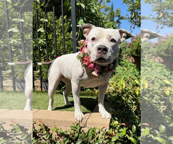 Medium Photo #5 American Pit Bull Terrier-Unknown Mix Puppy For Sale in Redlands, CA, USA