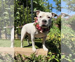 Small #4 American Pit Bull Terrier Mix