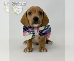Chiweenie Dogs for adoption in Benton, LA, USA