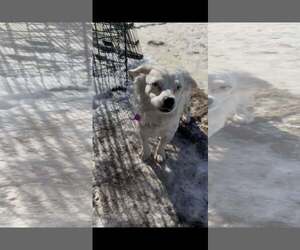 Bright Frankie - Female Australian Shepherd-Pekingese Mix Dog for Adoption - Photo #9