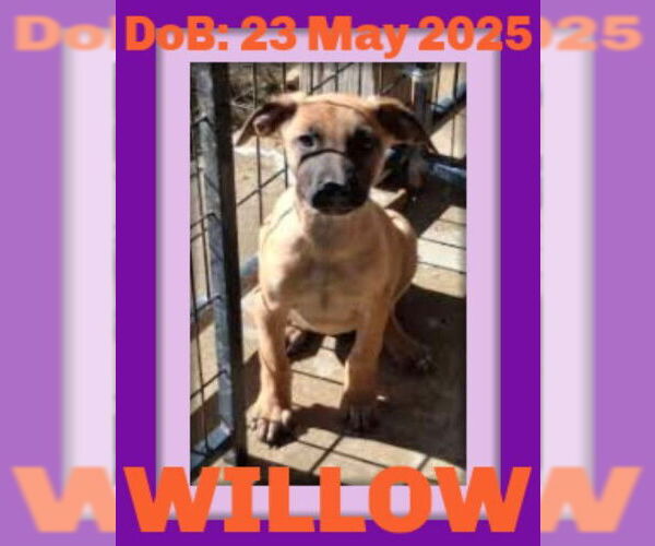 Medium Photo #37 German Shepherd Dog-Unknown Mix Puppy For Sale in Sebec, ME, USA