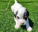 Puppy Nolie English Setter