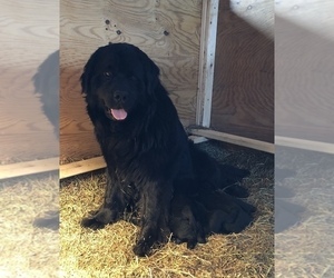 Mother of the Newfoundland puppies born on 03/22/2019