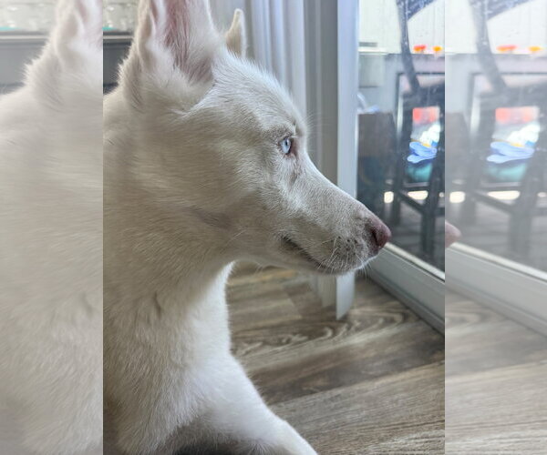 Medium Photo #4 Siberian Husky-Unknown Mix Puppy For Sale in Oakland Park, FL, USA