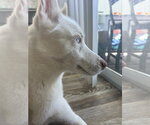 Small #3 Siberian Husky Mix