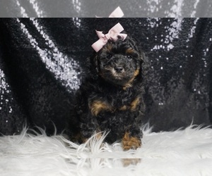 Poodle (Miniature) Puppy for sale in WARSAW, IN, USA