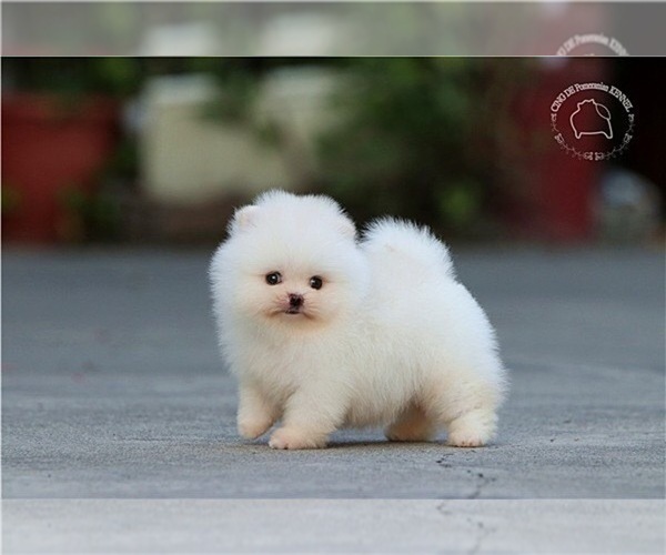Medium Photo #3 Pomeranian Puppy For Sale in CINCINNATI, OH, USA