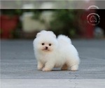 Small Photo #3 Pomeranian Puppy For Sale in CINCINNATI, OH, USA