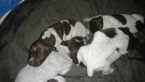 Small Photo #3 German Shorthaired Pointer Puppy For Sale in PRINEVILLE, OR, USA