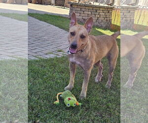 Ginny - Female Labrador Retriever-Unknown Mix Dog for Adoption - Photo #4