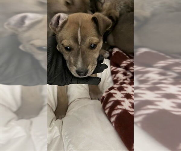 Medium Photo #1 Gerberian Shepsky Puppy For Sale in Stockton, CA, USA