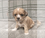 Small Photo #36 Puggle-Shih Tzu Mix Puppy For Sale in NEW YORK MILLS, MN, USA