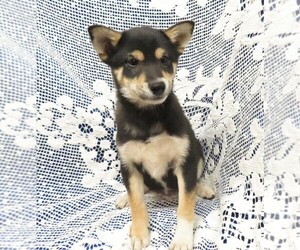 Shiba Inu Puppy for Sale in NORWOOD, Missouri USA