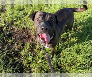 MOKU - Male Labrador Retriever Dog for Adoption - Photo #4