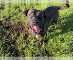 Small Photo #4 Labrador Retriever Puppy For Sale in Ocala, FL, USA