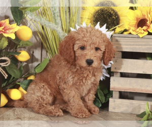 Goldendoodle (Miniature) Puppy for sale in MOUNT VERNON, OH, USA