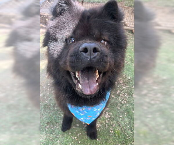Medium Photo #3 Chow Chow Puppy For Sale in Ventura, CA, USA