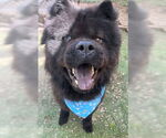 Small #2 Chow Chow