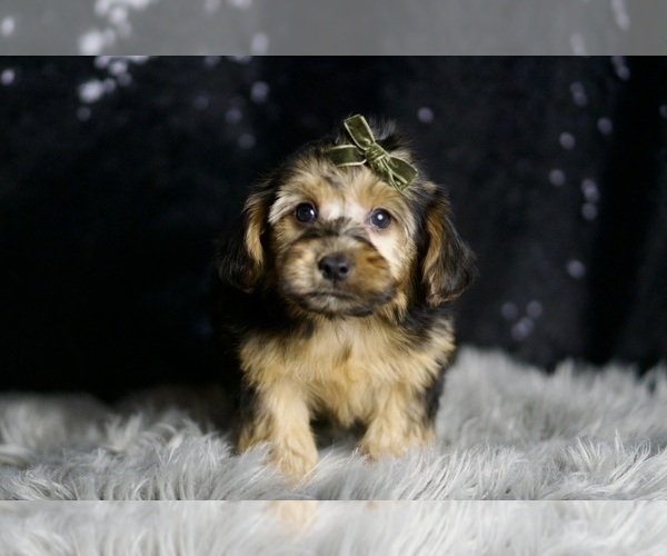 Medium Photo #1 YorkiePoo Puppy For Sale in WARSAW, IN, USA